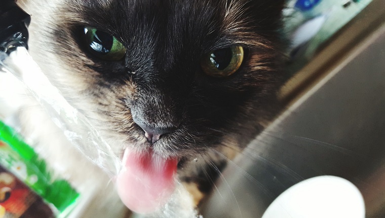 Nahaufnahme-Porträt der Katze, die heraus Zunge herausragt