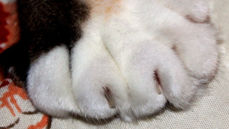 Eine Katze mit zusätzlichen Zehen und Nägeln ist in einer Nahaufnahme der Pfote dargestellt. Weiches weißes Fell, das sich in schwarzes und orangefarbenes Fell erstreckt.
