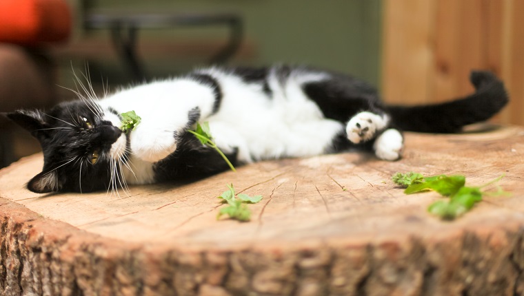Schwarzweiss-Katze, die auf einem Baumstumpf mit frischer Katzenminze niederlegt. In natürlichem Licht aufgenommen.