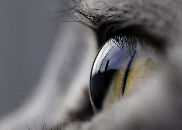 Close up of a cat eye