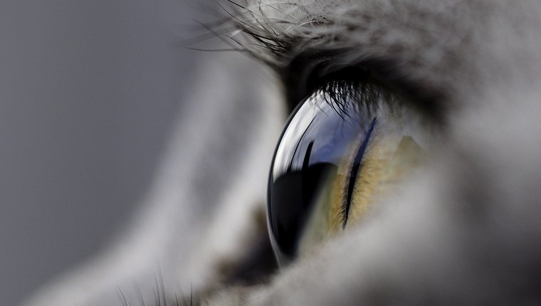 Close up of a cat eye
