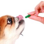Vet giving a pill to a dog.