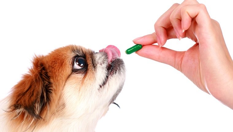 Vet giving a pill to a dog.
