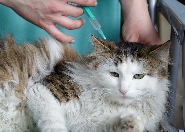 veterinary giving the vaccine to the young cat