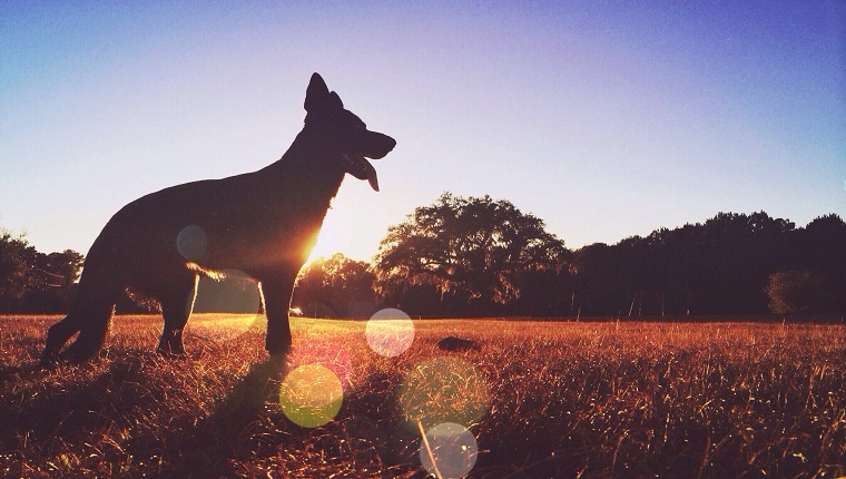 Schattenbildhund, der auf Feld bei Sonnenuntergang steht