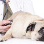 vet examins lying pug with stethoscope