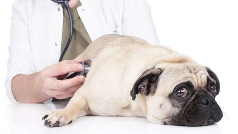vet examins lying pug with stethoscope