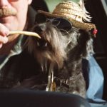 Two year old "snoodle," (snauser poodle mix) Guy, 2, wearing sunglasses and a straw hat, snacks on french fries from the hand of his owner Karl Wiklund. They had just come through the drive-thru at McDonalds and were chowing down together. The family who are from Bancroft, were in Hamilton visiting Karl