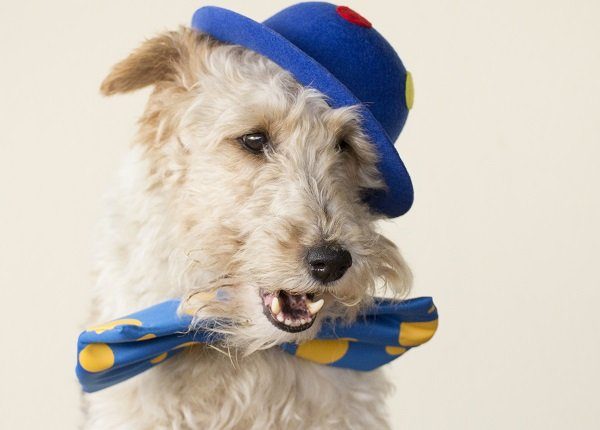 A fox terrier is dressed up like a clown and he