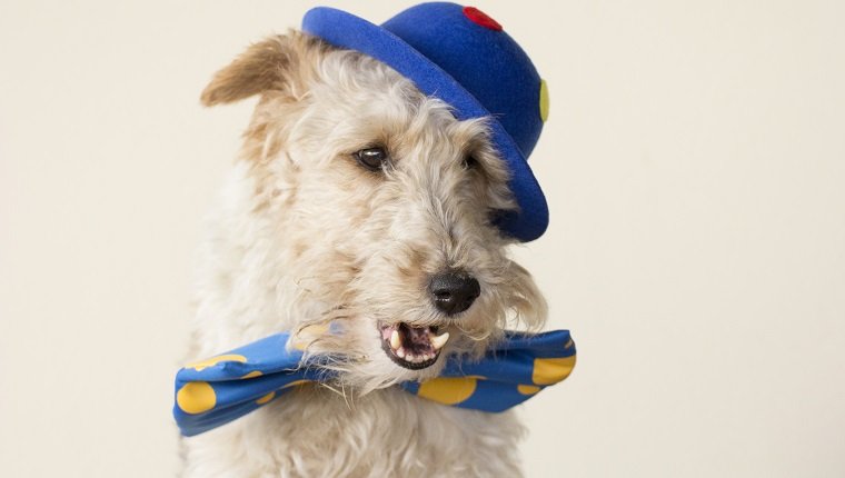 A fox terrier is dressed up like a clown and he