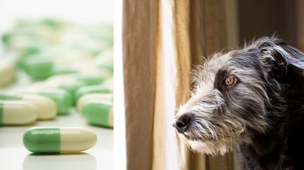 Aszites bei Hunden Symptome, Ursachen und Behandlungen Haustiere Welt