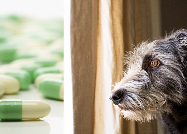 LymeBorreliose bei Hunden Symptome, Ursachen und Behandlung