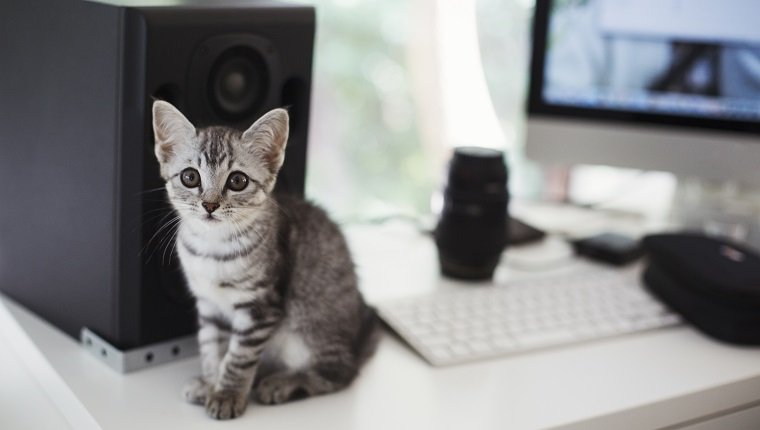 Close up of grey tabby cat sitting on desk next to computer and loudspeaker.