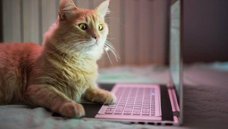 Schöne junge gelbe Maine Coon Katze, die am Laptop arbeitet.
