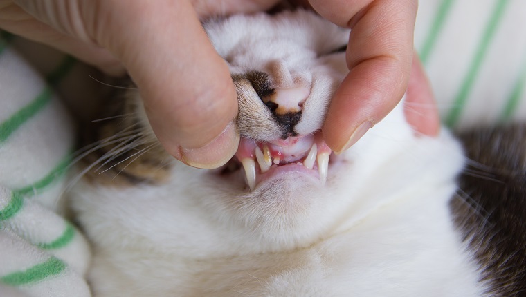 Überprüfen der Zähne der Katze, Parodontitis, Nahaufnahme