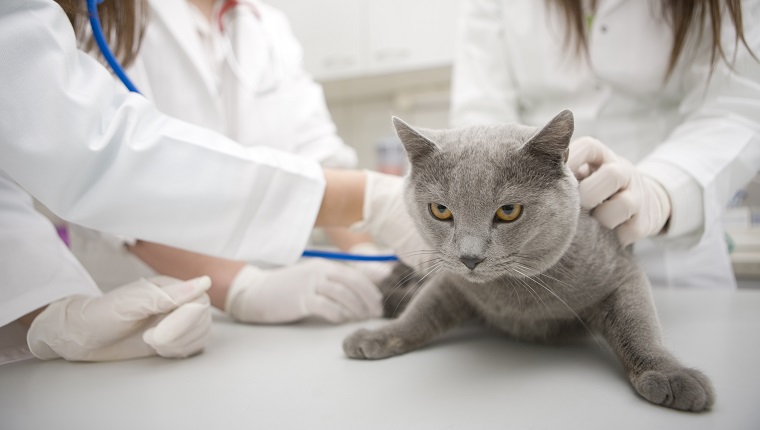Tierärztin, die Hauskatze untersucht, kann eine Hakenwurminfektion haben
