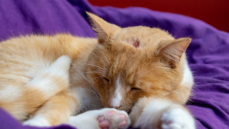 Haus Ingwer Katze mit einer geschwollenen Nase aufgrund von Eiter und Abszess von infizierten Schnitt am Kopf