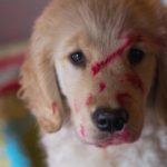golden retriever puppy who ate makeup