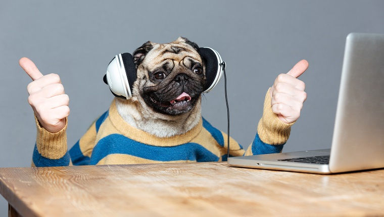 Lustiger Mops Hund mit Mannhänden im gestreiften Pullover in Kopfhörern mit Laptop, der Daumen oben über grauem Hintergrund zeigt