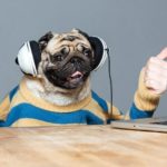 Funny pug dog with man hands in striped sweater in headphones with laptop showing thumbs up over grey background