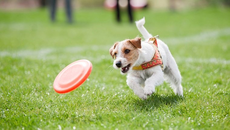 Jack Russell Terrier läuft auf dem Rasen nach orange Plastikscheibe