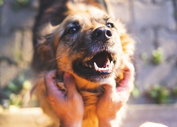 happy dog smiling while his owner petting him.