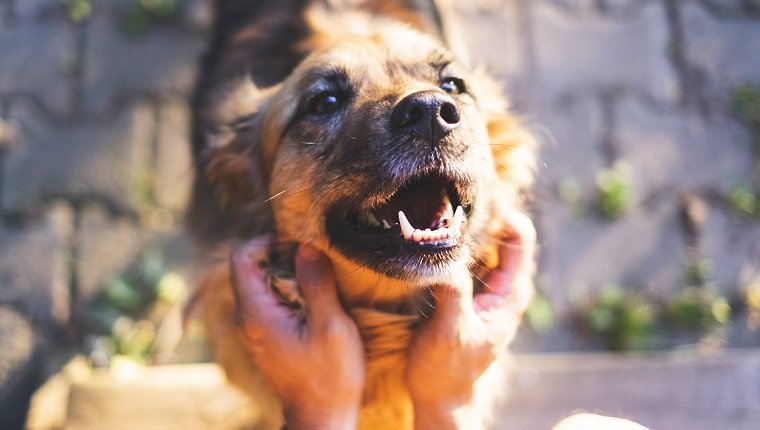 happy dog smiling while his owner petting him.