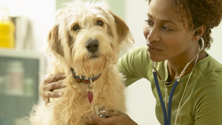 Tierarzt, der auf das Herz des ungepflegten Hundes hört