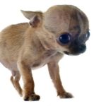 portrait of a fragile purebred puppy chihuahua in front of white background