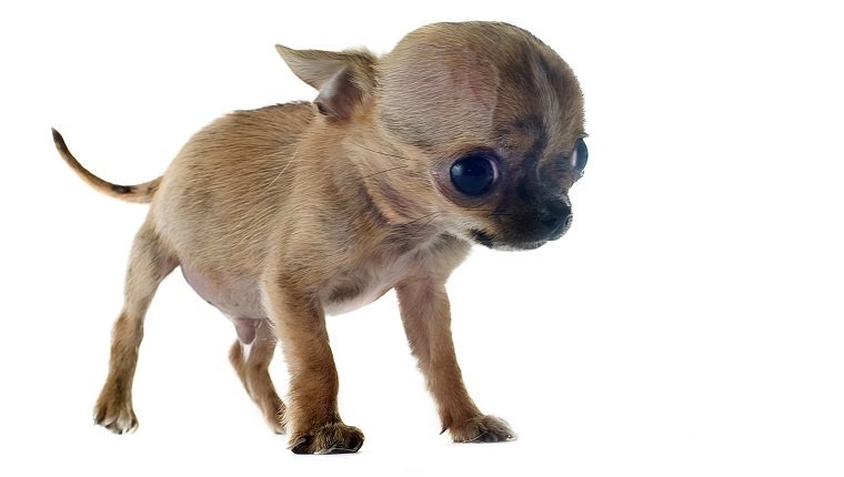 Porträt eines zerbrechlichen reinrassigen Welpen-Chihuahua vor weißem Hintergrund