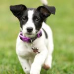 A 12-week Old Jack Russell Terrier Puppy running towards the camera.