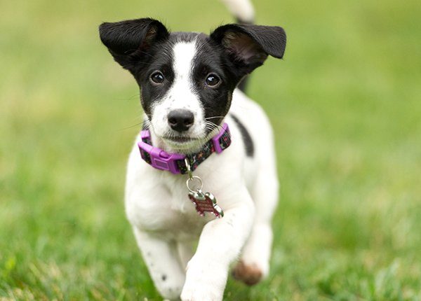 A 12-week Old Jack Russell Terrier Puppy running towards the camera.