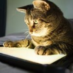 Cat watching cat videos on tablet
