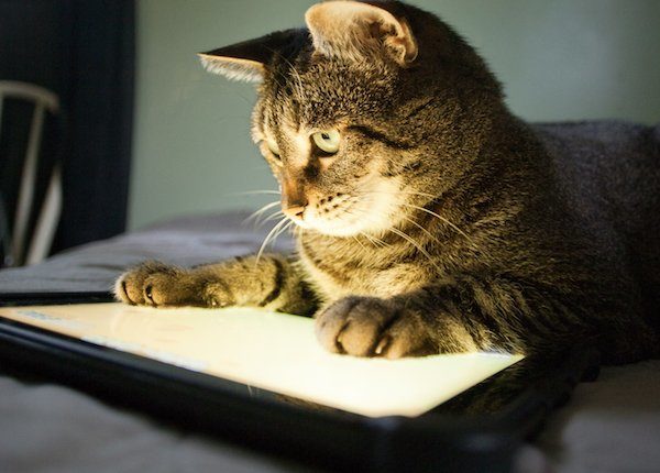 Cat watching cat videos on tablet