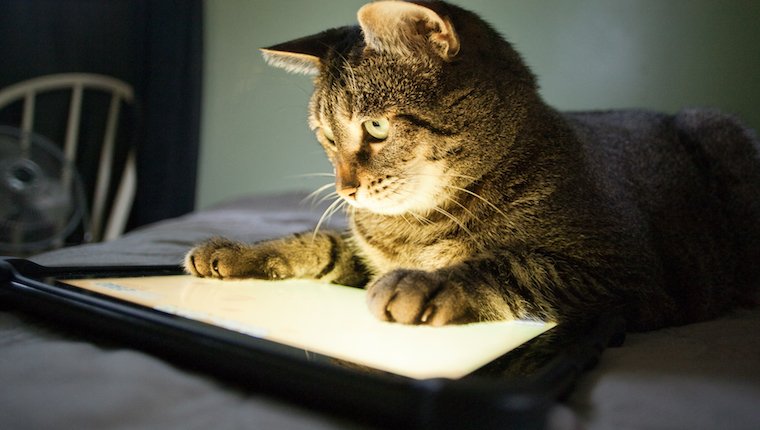 Katze, die Katzenvideos auf Tablette betrachtet