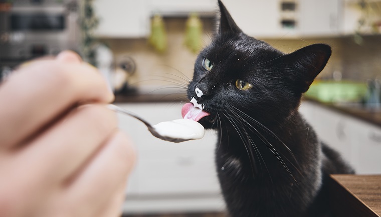 Schwarze Katze leckt Joghurt vom Löffel seines Haustierbesitzers zu Hause Küche.