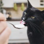 Black cat licking yogurt from spoon his pet owner at home kitchen.