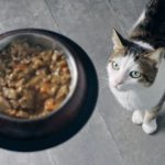 cat getting food from owner, may have food allergies