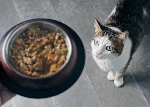cat getting food from owner, may have food allergies