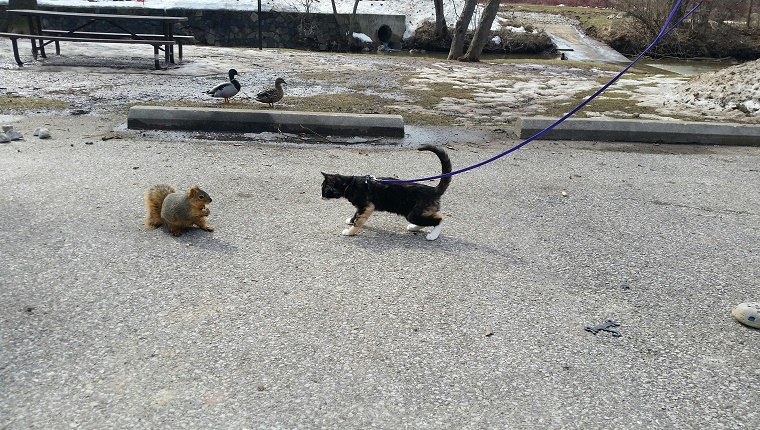 Hund und Eichhörnchen, die einander auf Straße betrachten