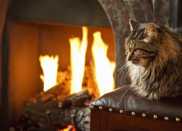 Long haired cat in front of lit fire. pet fire safety
