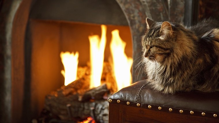 Long haired cat in front of lit fire. pet fire safety