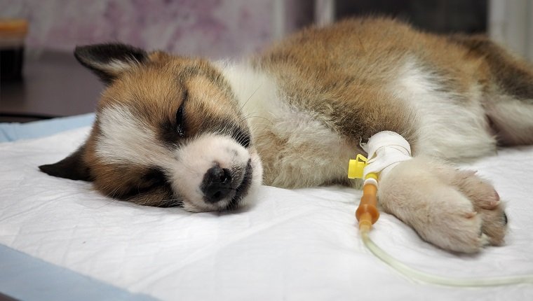 Illness puppy with intravenous anything on the operating table in a veterinary clinic