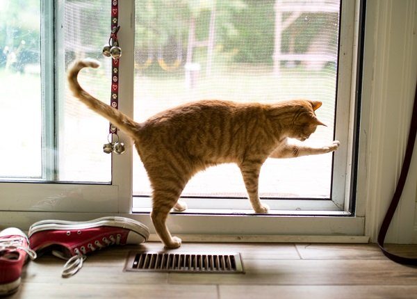 A red tabby tries to open a screen door to get outside.