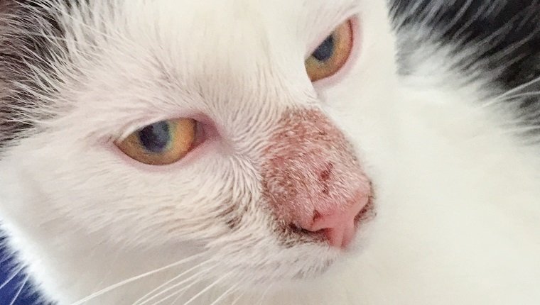 Dermatophytosis, a fungal infection (Microsporum canis) of the skin , with a alopecia on a cats nose