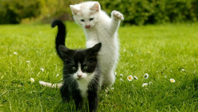 Kätzchen spielen im Gras