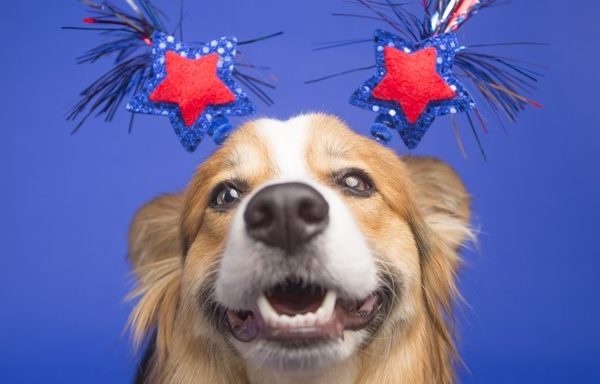 dog with 4th of july decorations on head