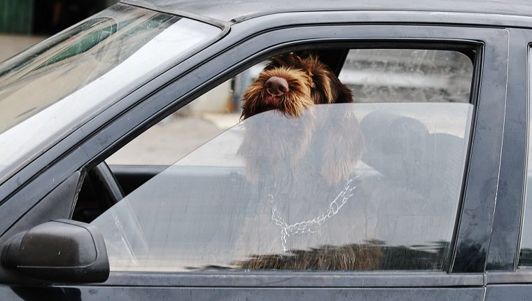 "Dog apparently checking his wing mirror as he drives the car. Good business metaphor playing on the idea of being in the driving seat. Could also suit concepts of safe driving, road rage and animal welfare."
