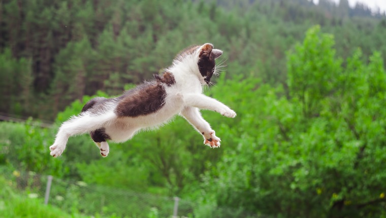 süße Katze fliegt und springt in der Natur. Nahansicht