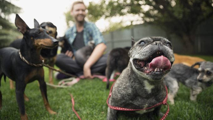 Mann sitzt mit Hunden als französische Bulldogge lächelt in die Kamera